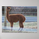 Suche nach alpaka geschenke Tiere