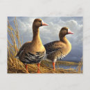 Suche nach vogel postkarten Vintage