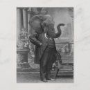 Suche nach vintager elefant poster Seltsam