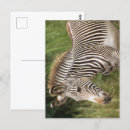 Suche nach zootiere postkarten Zebra