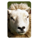 Suche nach schuh magnete Tiere