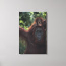 Suche nach orang utan mutter poster Vertikal