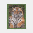 Suche nach tiger decken Löwe