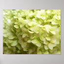 Suche nach hydrangea blume poster Botanisch