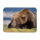 Suche nach steve magnete Wildnis