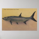 Suche nach tarpon poster Karpon