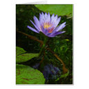 Suche nach lotos postkarten Wasser