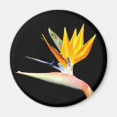 Suche nach paradiesvogel magnete Exotisch