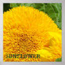 Suche nach sonnenblumen poster Blumenfotografie