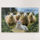 Suche nach sheep puzzle Lamm