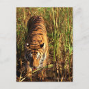 Suche nach bengalischer tiger postkarten Tierwelt
