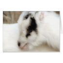 Suche nach sorten karten Fotografie