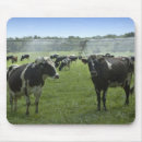 Suche nach holsteiner rind mousepads Feld