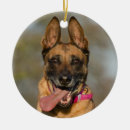 Suche nach malinois ornamente Haustier