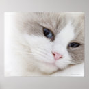Suche nach ragdoll katzen poster Katzenartig