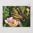 Suche nach falte postkarten Schmetterling