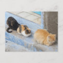 Suche nach einfrieren postkarten Katze