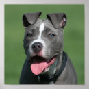 Suche nach staffordshire bull terrier poster Pitbull