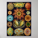 Suche nach ascidiae poster Haeckel