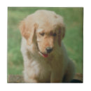 Suche nach golden retriever fliesen Welpe