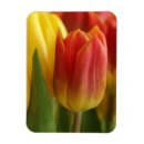 Suche nach heller frühling magnete Farbenfroh