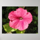 Suche nach impatiens poster Rosa