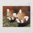 Suche nach firefox Feuerfuchs