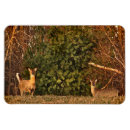 Suche nach whitetail magnete Wild lebende tiere