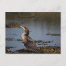 Suche nach kormoran postkarten Meer