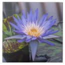 Suche nach wasserlilie fliesen Blume