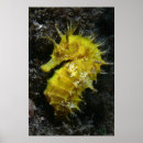 Suche nach hippocampus poster Meerpferd