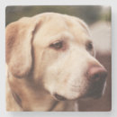 Suche nach canis untersetzer Hund