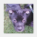 Suche nach pitbull magnete Grube