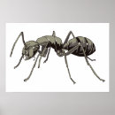 Suche nach ants poster Darstellung