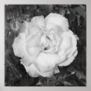 Suche nach schöne weiße rose poster Blume