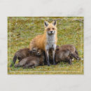 Suche nach fuchs liebe postkarten Kinder