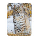 Suche nach kobolde magnete Grenze danita