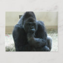 Suche nach gorilla postkarten Tiere