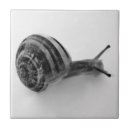 Suche nach schnecken fliesen Natur