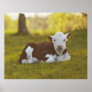 Suche nach kalb poster Tier