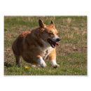 Suche nach schweißen poster Hund