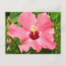 Suche nach hibiskus postkarten Hawaii
