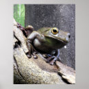 Suche nach baumfrosch poster Tierfotografie