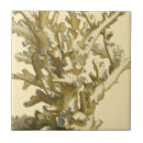 Suche nach korallen fliesen Algen