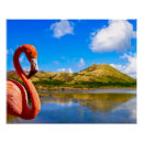 Suche nach karibischer flamingo poster Flamingos