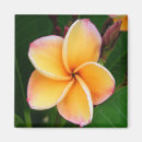 Suche nach frangipani magnete Fotografie