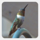 Suche nach hummingbird aufkleber Bunt