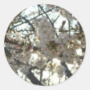 Suche nach kirschblüte baum aufkleber Kirschblüten