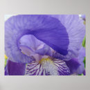 Suche nach blumendrucke poster Iris blume