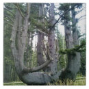 Suche nach krake fliesen Natur